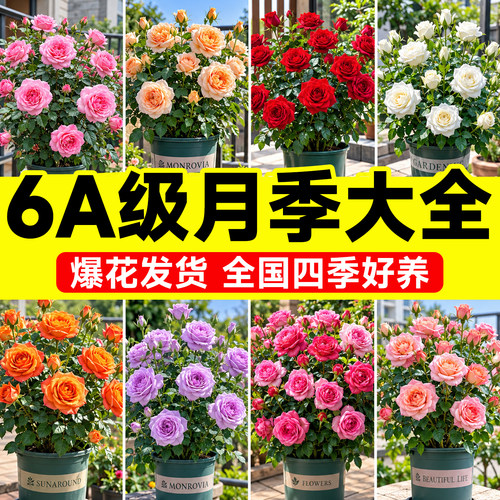 6A月季盆栽带花发不活包补