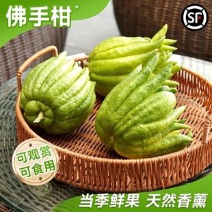 佛手柑鲜果水培植物带枝新鲜切枝室内水养绿植佛手瓜盆栽观赏闻香
