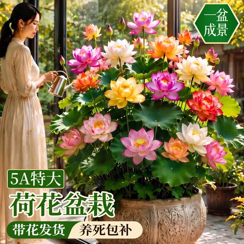 荷花成品大苗爆花发货一盆成景