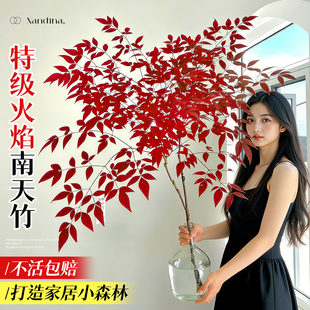 火焰南天竹水培客厅绿植老桩水养红叶带根室内好养活马醉木吊钟