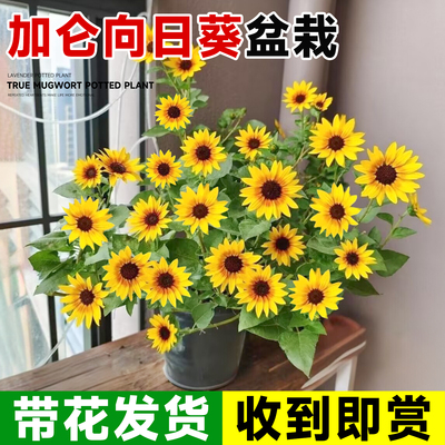 带花发货光辉岁月向日葵盆栽