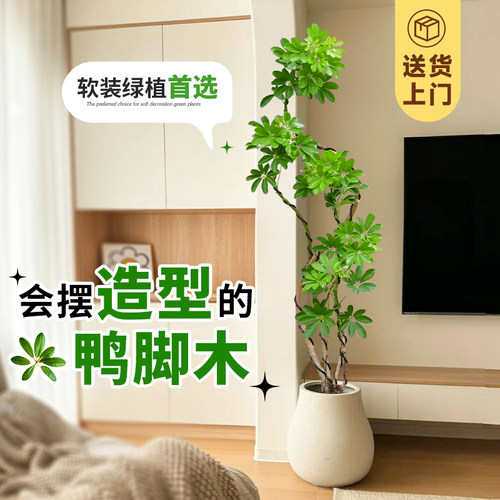 造型鸭脚木客厅大盆栽落地式大型