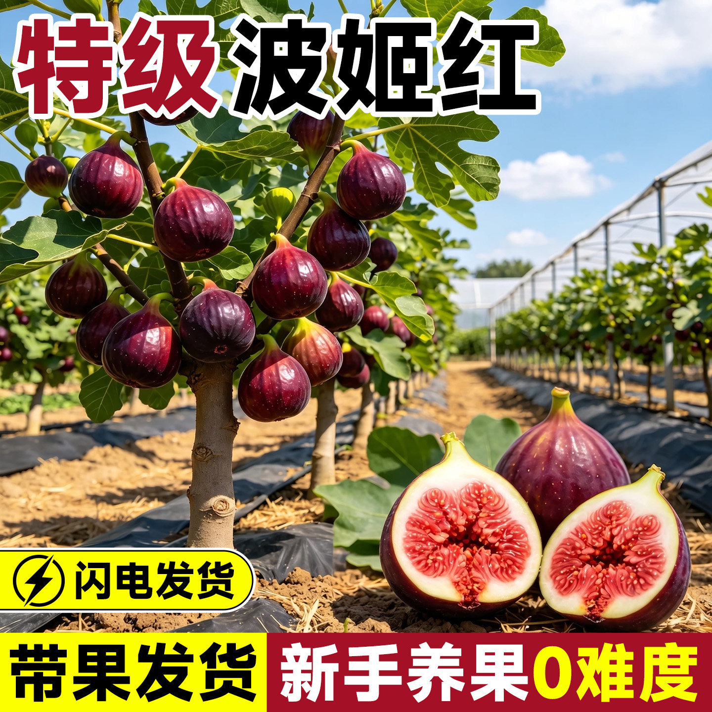 【精选壮苗】波姬红新手好养图片