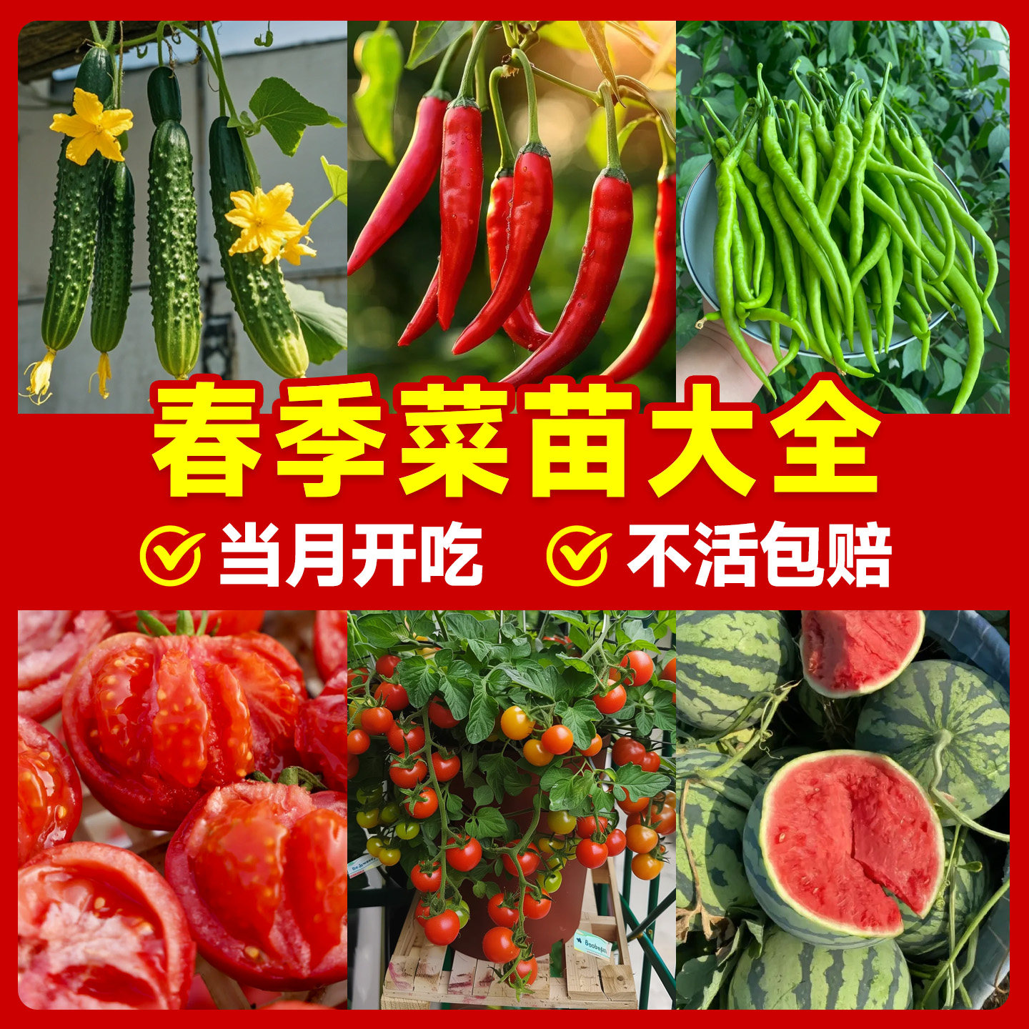 春播各种蔬菜苗秧苗大全四季西红柿辣椒番茄子黄瓜苗南方种籽种子