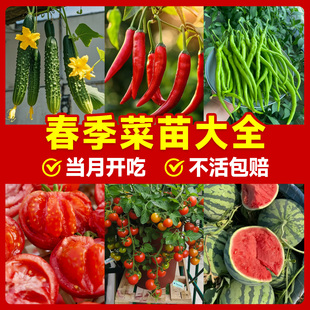 春播各种蔬菜苗秧苗大全四季西红柿辣椒番茄子黄瓜苗南方种籽种子