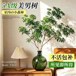 美男树水培植物鲜切枝室内好养四季无土纯水培绿植水养马醉木吊钟