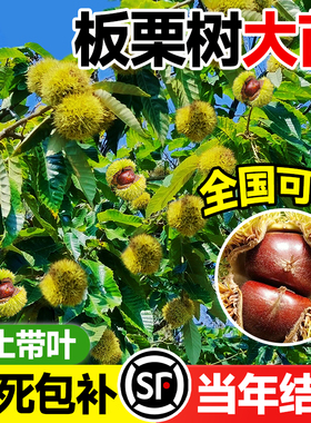 板栗树苗嫁接毛栗子地栽特大树苗果树果苗南北方种植当年结果好养