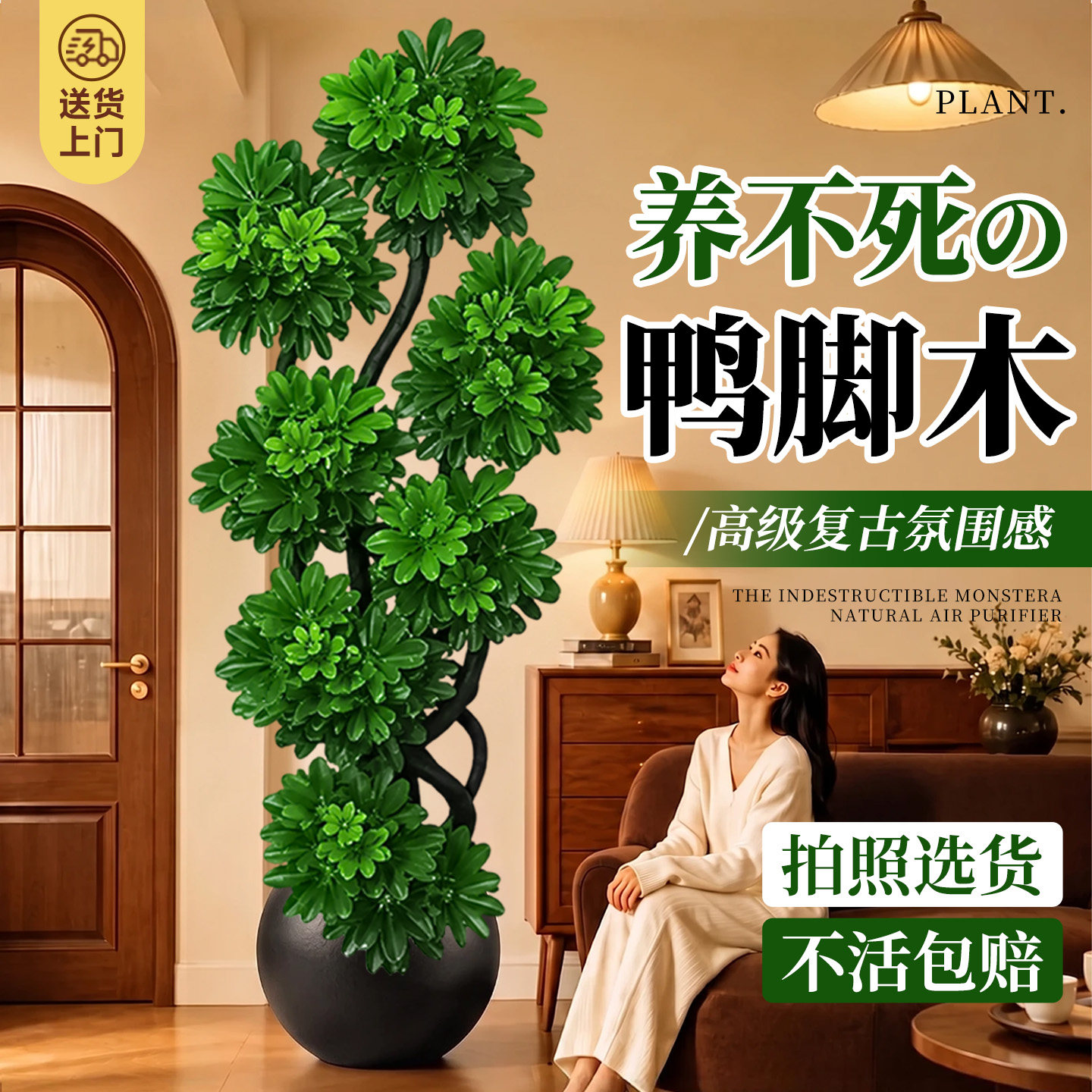 【全网热销10w+】造型鸭脚木盆栽图片