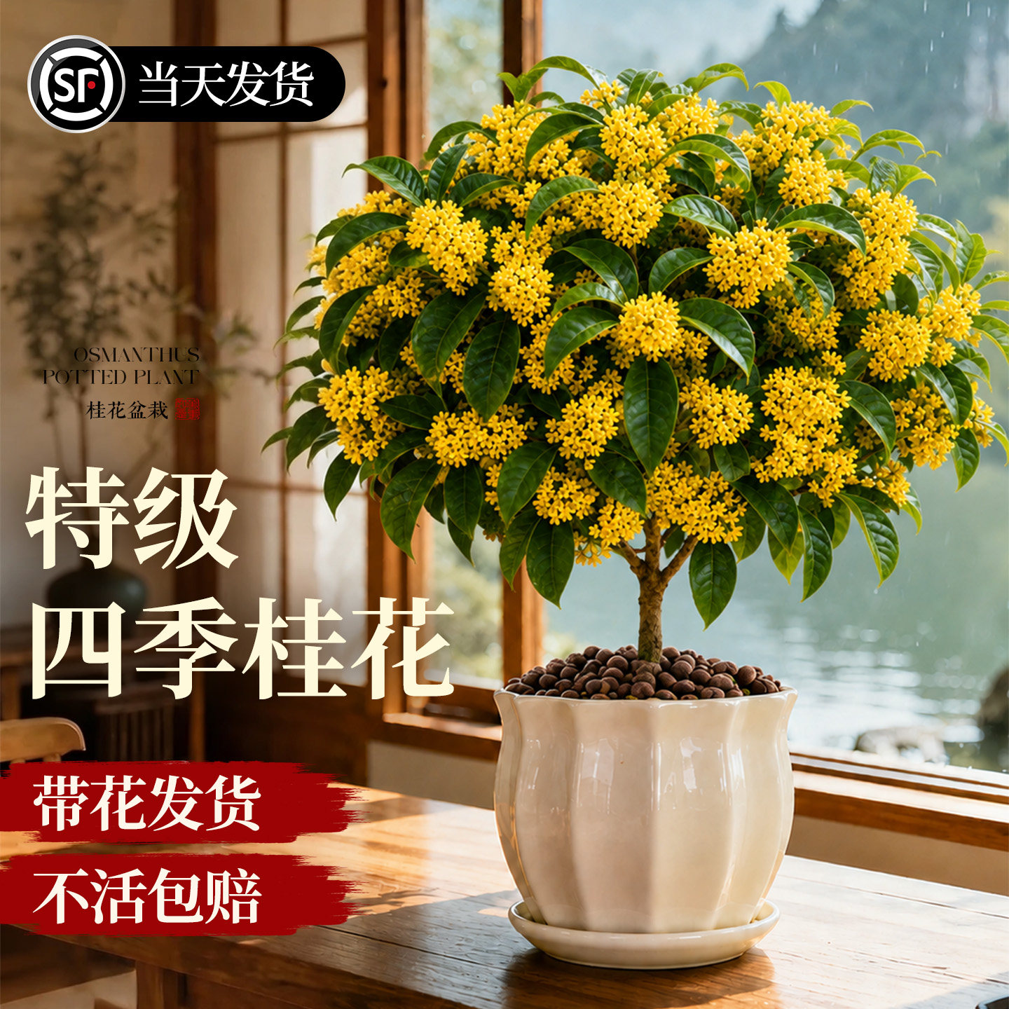 【四季桂】特级桂花盆栽不活包赔图片
