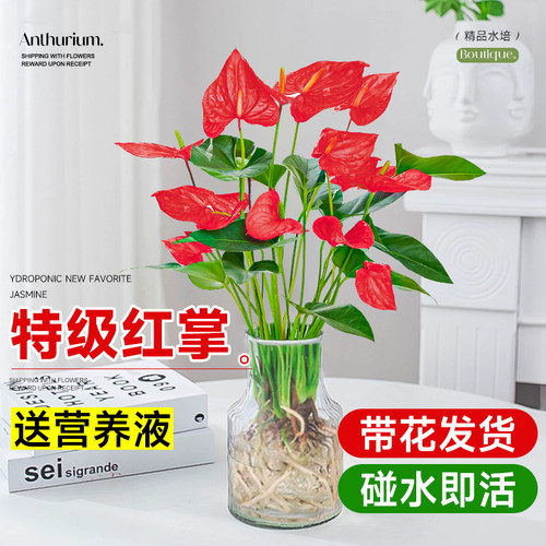 红掌水培植物大叶大花盆栽水养小叶粉掌鲜花绿植办公室内好养花卉