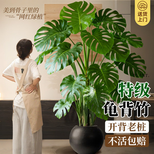 龟背竹客厅绿植高级感室内大型盆栽大叶老桩落地植物盆景四季好养