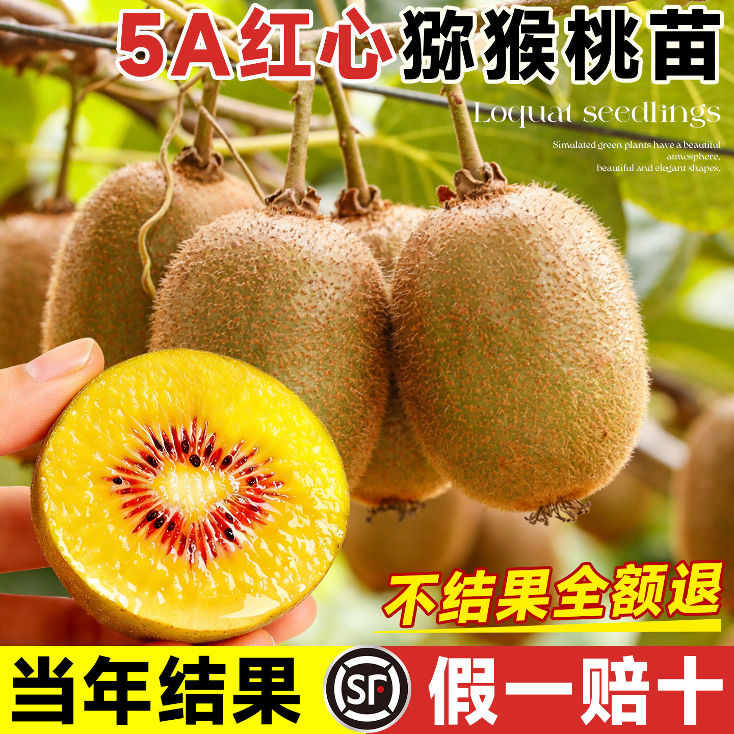 5A猕猴桃树果苗当年结果不活包补图片