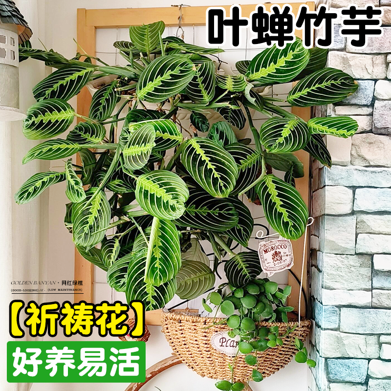 叶蝉竹芋植物好养垂吊盆栽设计感