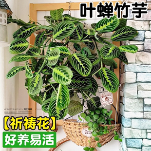 叶蝉竹芋红脉白脉耐阴绿植垂吊长藤室内盆栽桌面网红观叶植物好养