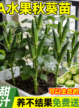 5A特级水果秋葵苗不活包补