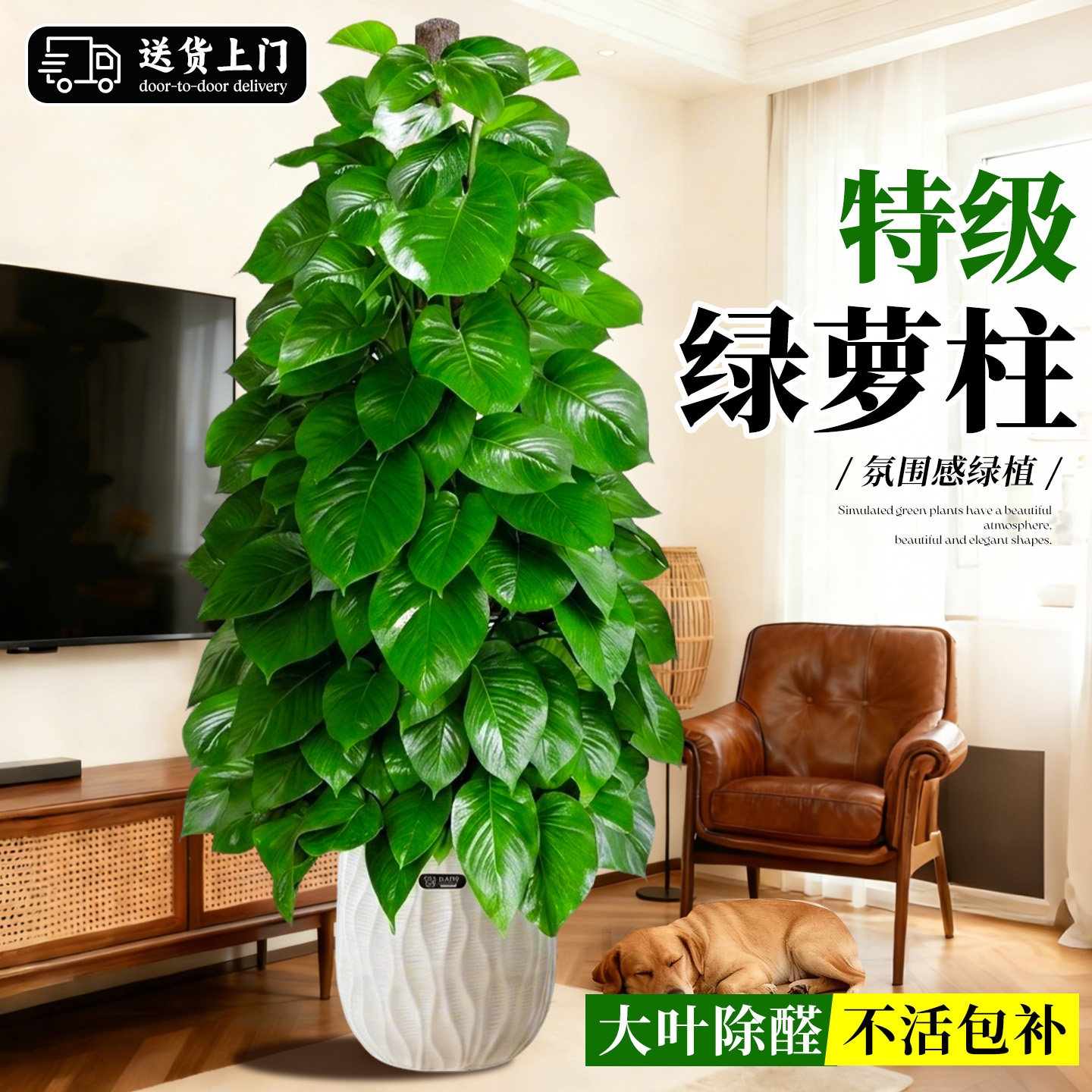 大叶绿萝柱大盆栽客厅大型绿植室内绿萝除甲醛净化空气植物好养活