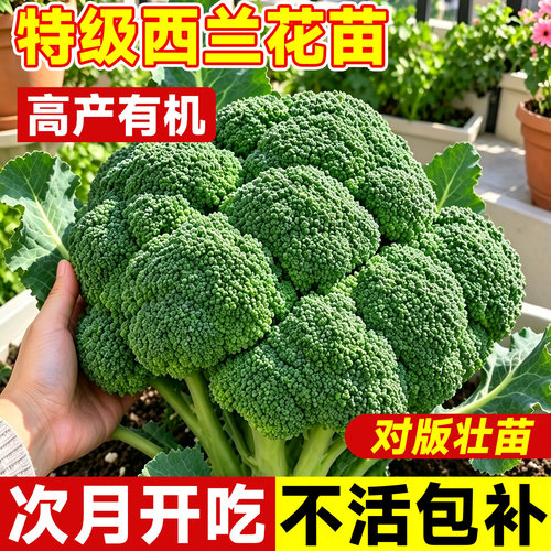 【不活包补】西兰花菜苗次月开吃