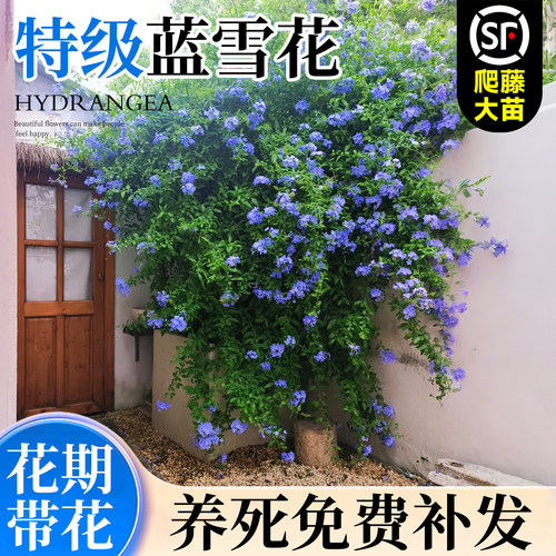 蓝雪花爬藤大苗带花发货