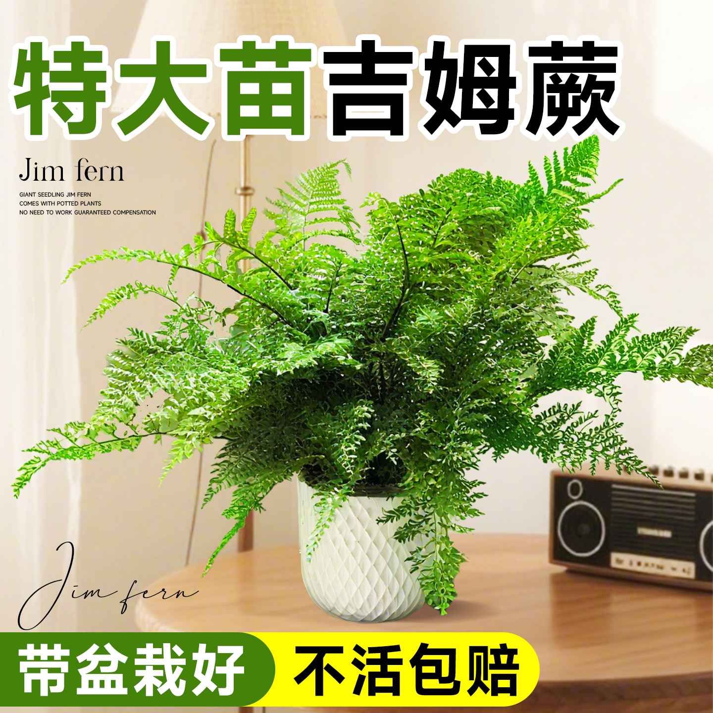 吉姆蕨盆栽室内绿植净化空气