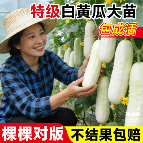 【包成活包结果】特级黄瓜大苗