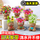 开花娃娃小盆栽室内桌面水培绿植物浇水开花儿童种植创意草头娃娃