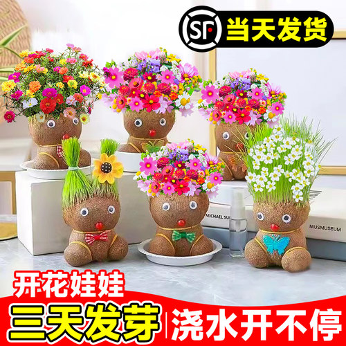 开花长草娃娃小盆栽浇水三天发芽
