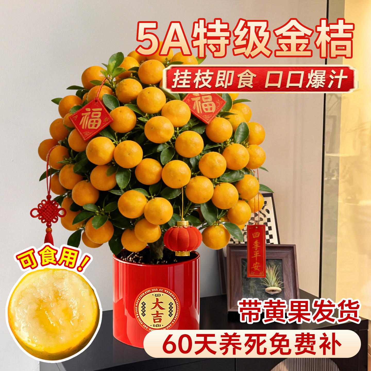 金桔盆栽带果树苗脆蜜金桔矮化四季桔室内外小橘子盆景年宵花好养,鲜花速递/花卉仿真/绿植园艺,绿植,淘宝优惠券,粉丝福利购,淘宝优惠卷