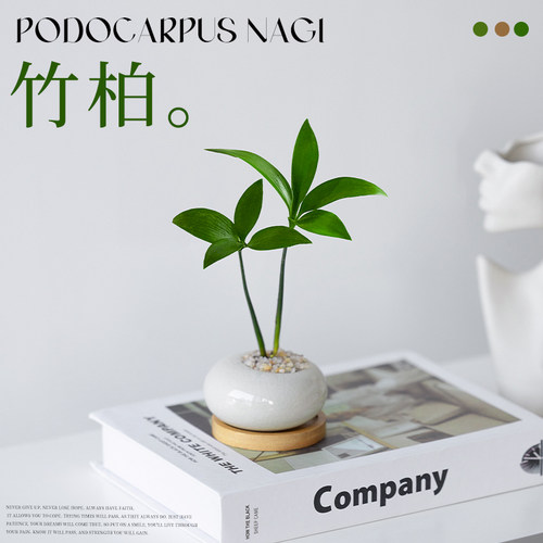室内办公室桌面创意迷你绿植物