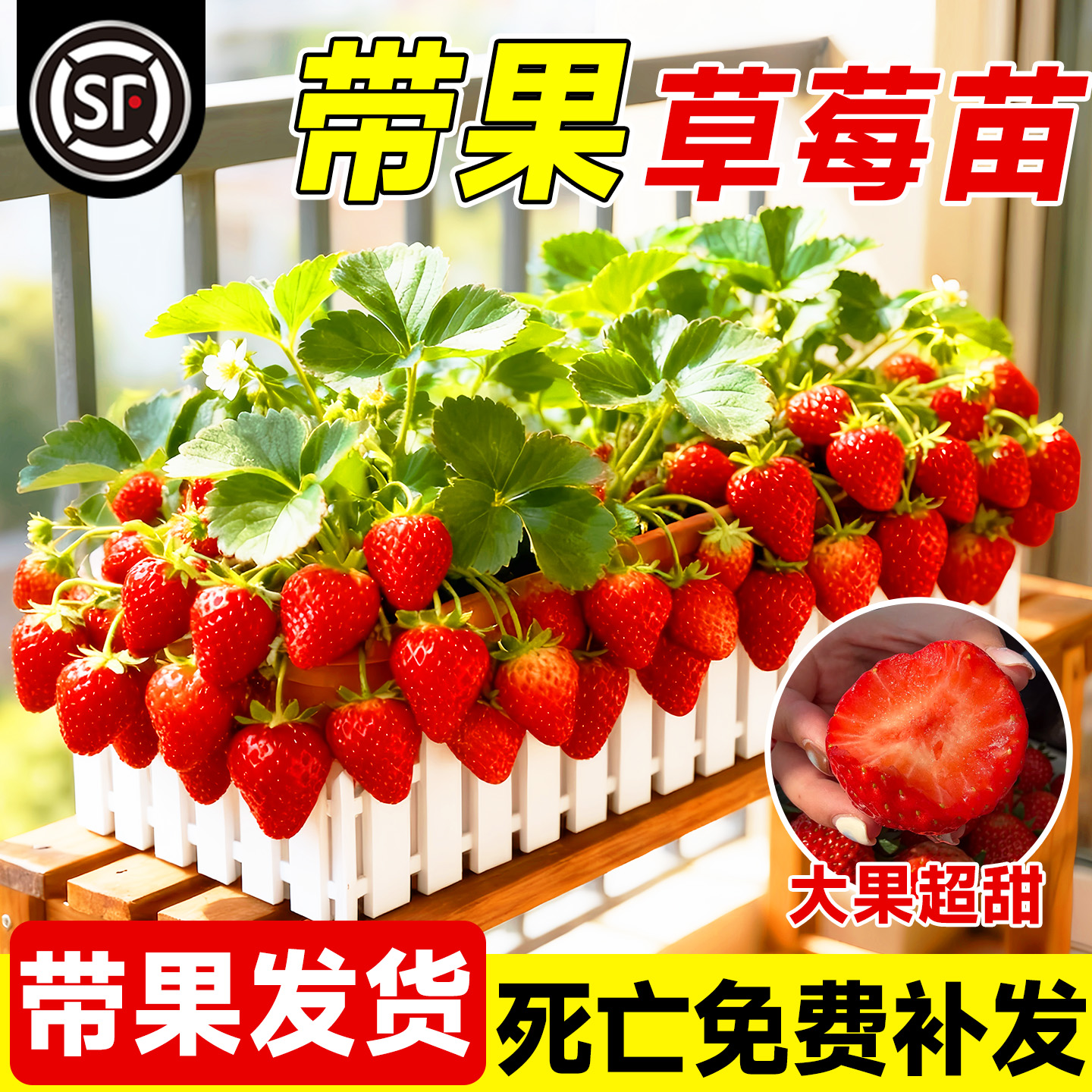 【带果发货】草莓大盆栽不活包赔