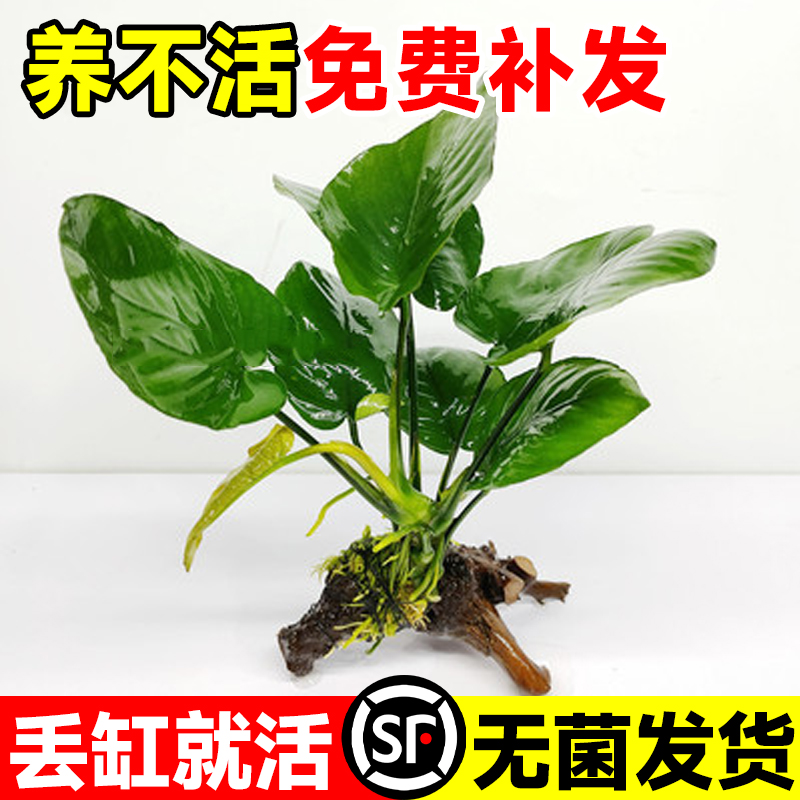 水榕水草植物鱼缸造景沉木带水草溶定植大水榕迷你幽灵辣椒榕阴性-封面