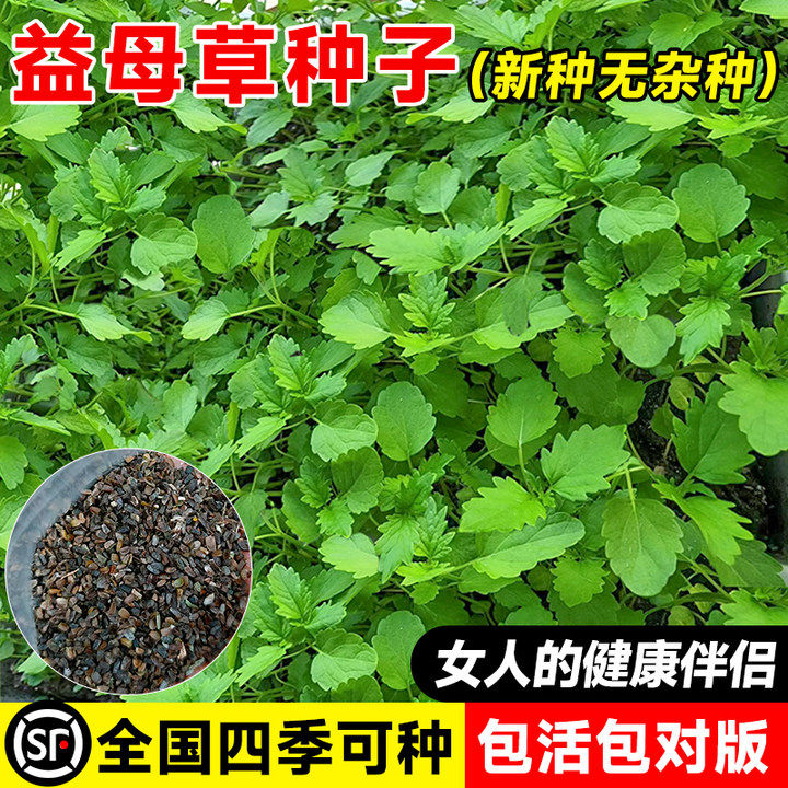 益母草种籽子盆栽可食用中草药材图片
