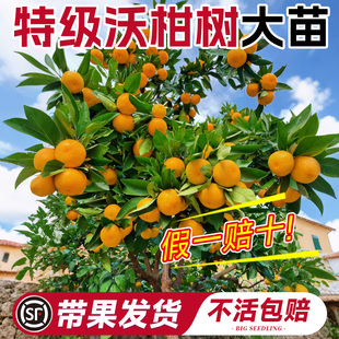 广西沃柑树苗带果发货嫁接无核耙耙柑丑橘南北种植正宗桔橘子果树