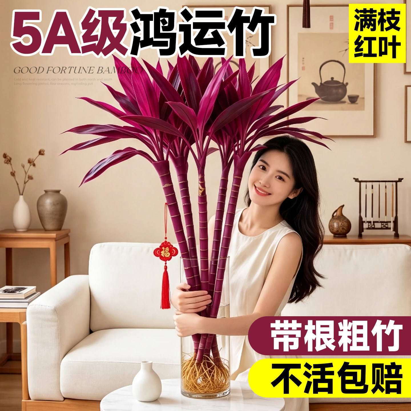 水培紫竹粗杆鸿运竹招财桌面绿植图片