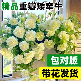 重瓣矮牵牛花苗盆栽带花苞室内阳台庭院高端花卉鲜花垂吊植物好养
