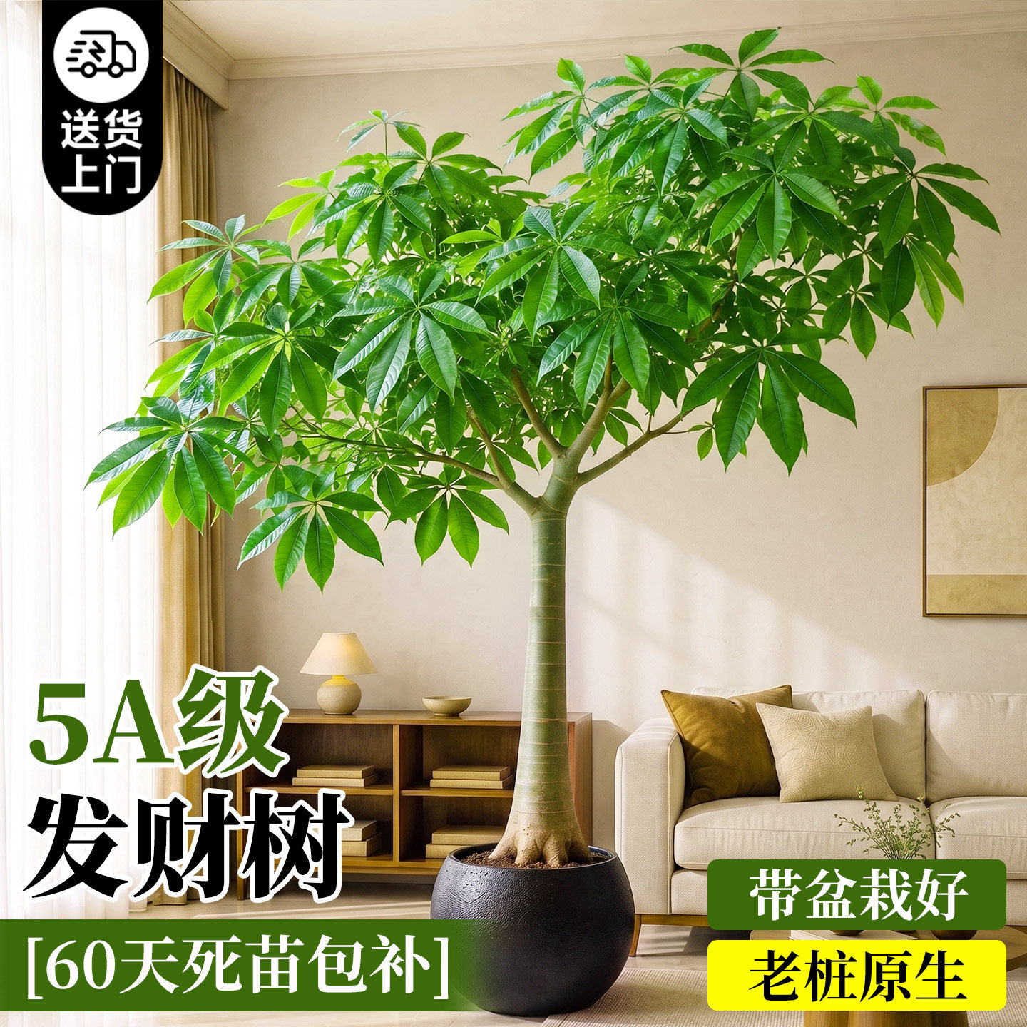 原生发财树客厅盆栽大型室内绿植高级感客厅落地四季常青好养老桩