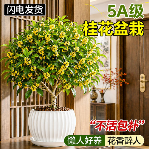 【香飘满屋】桂花盆栽新人好养