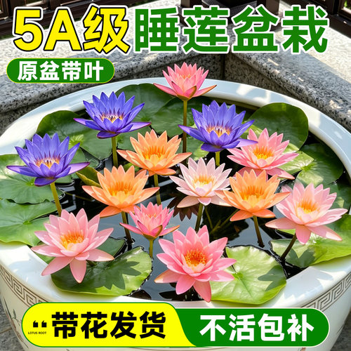 5A级睡莲盆栽带花发不活包补