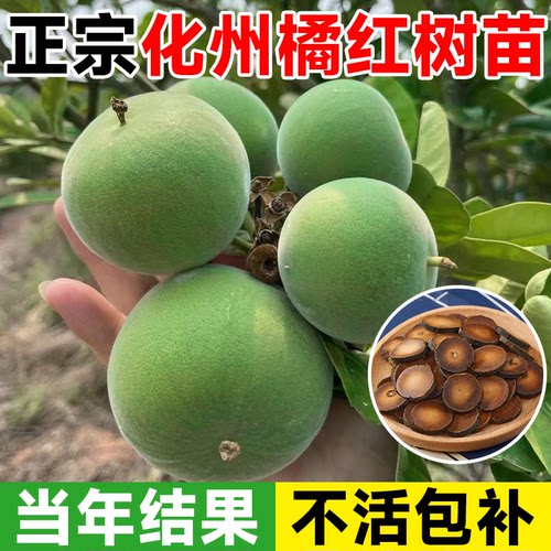 正宗化州橘红树苗入口回甘