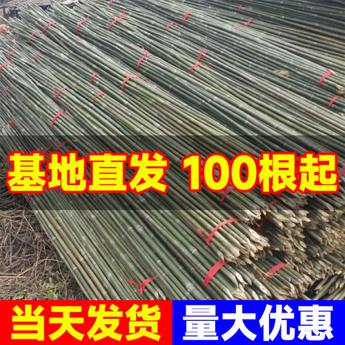 精选100根竹竿批发菜园搭架防腐