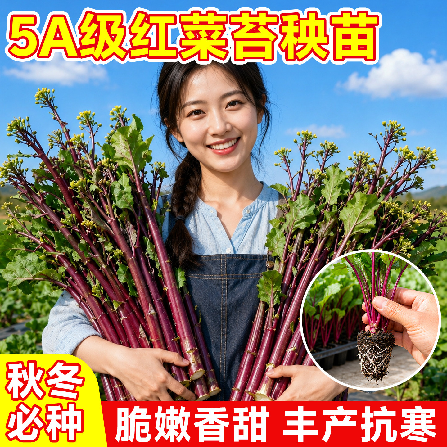 四季耐寒红菜苔苗秧苗带土湖北洪山早熟红菜心阳台盆栽庭院种植