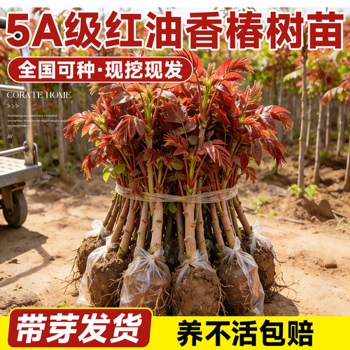 【包成活到采摘】正宗红油香椿苗