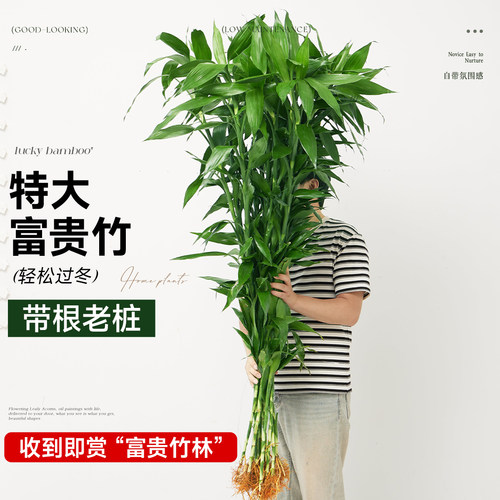 富贵竹水培植物招财水养超大号