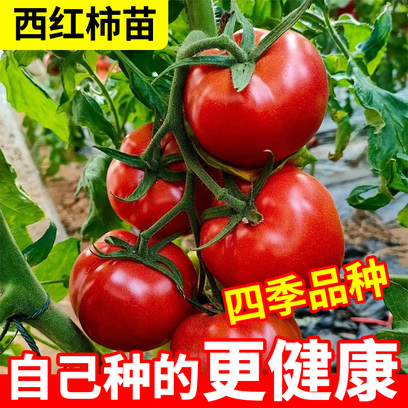 西红柿秧苗四季品种全国可种爆果