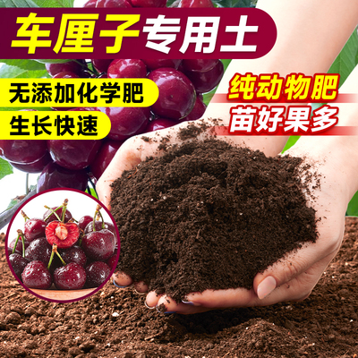 车厘子专用土营养土种果树