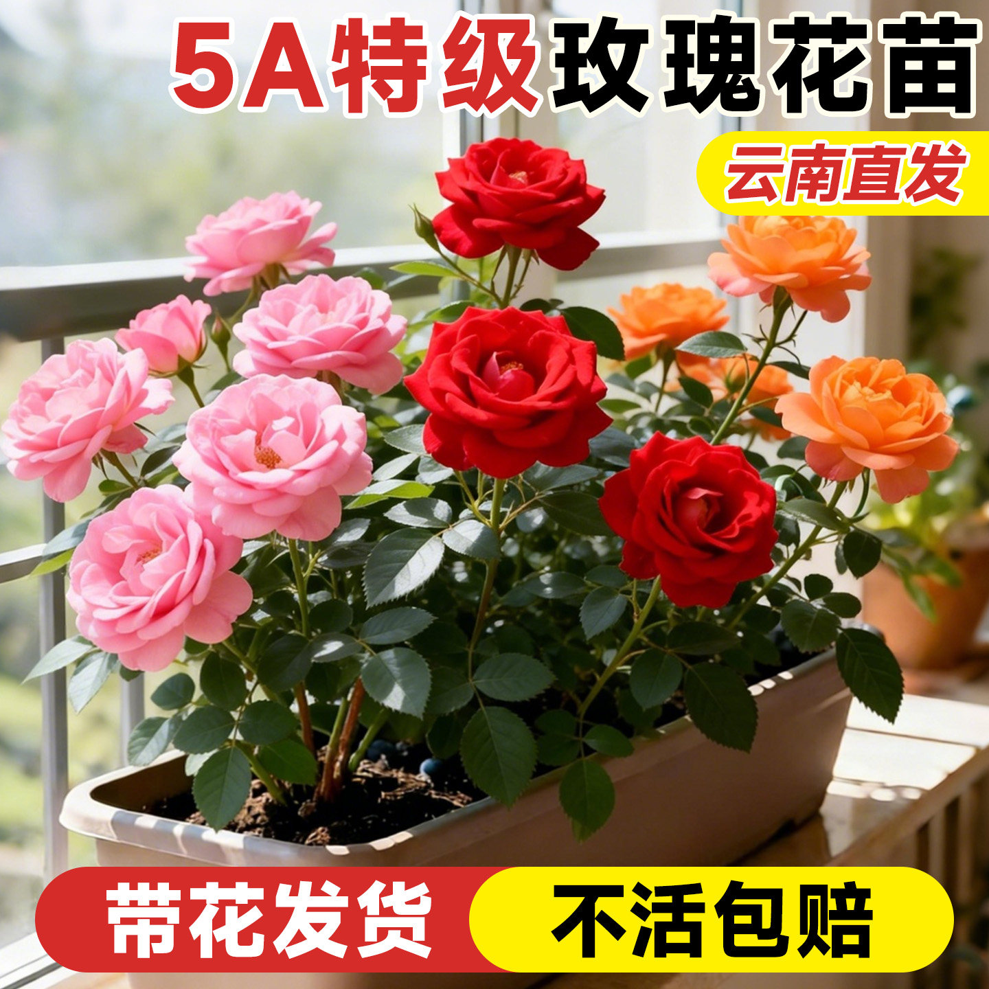 月季花苗四季开花玫瑰花苗盆栽鲜花云南基地直正宗大花玫瑰花树苗