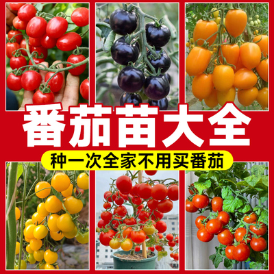 【番茄苗大全】四季小番茄苗盆栽
