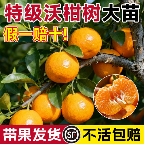 特级沃柑树大苗带果发货不活包赔