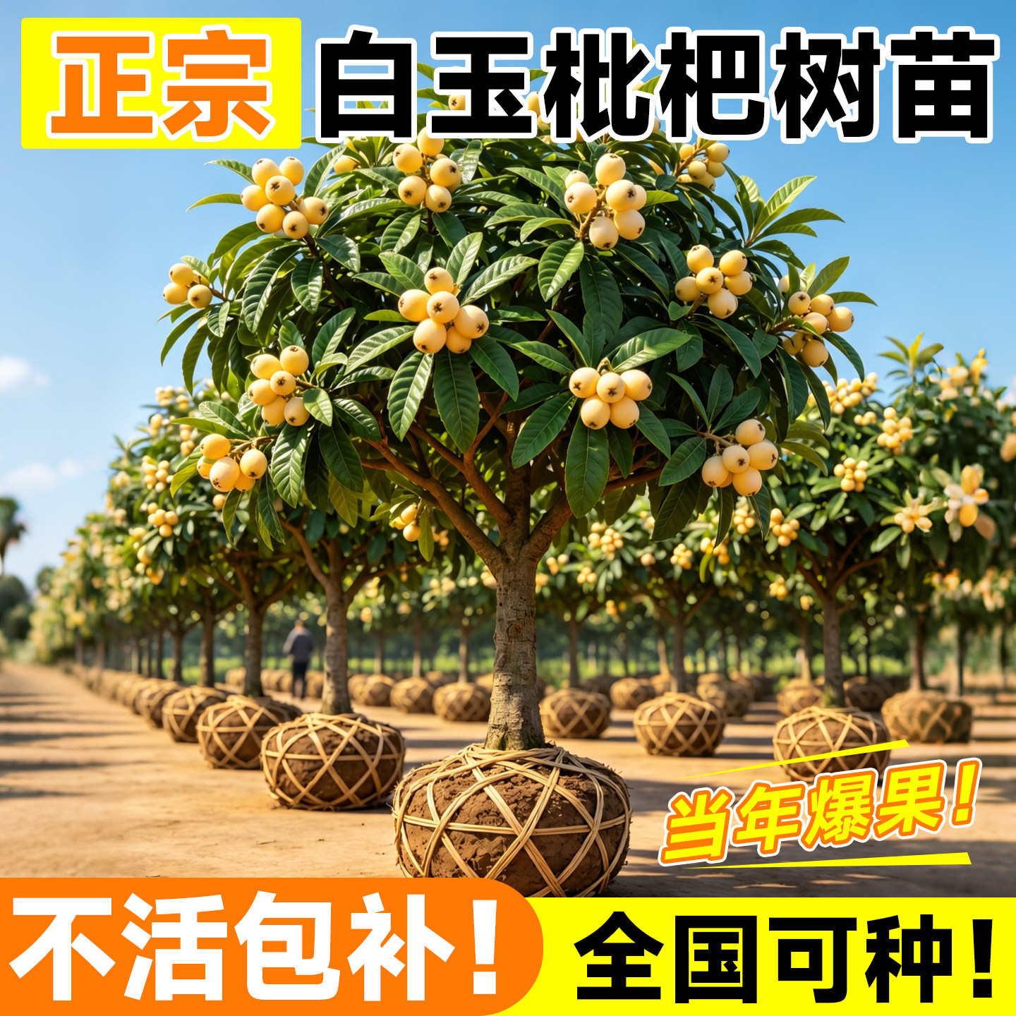 【带盆带叶】白玉枇杷苗图片