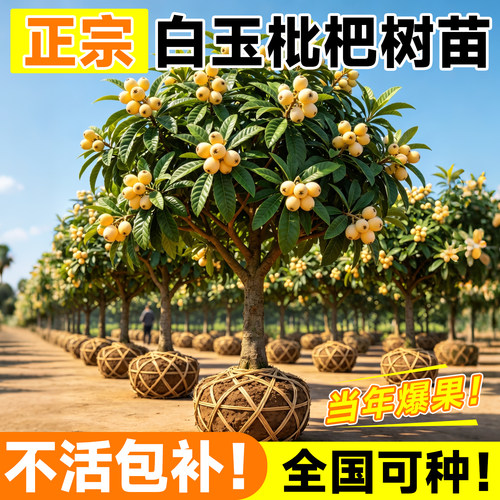 【带盆带叶】白玉枇杷苗