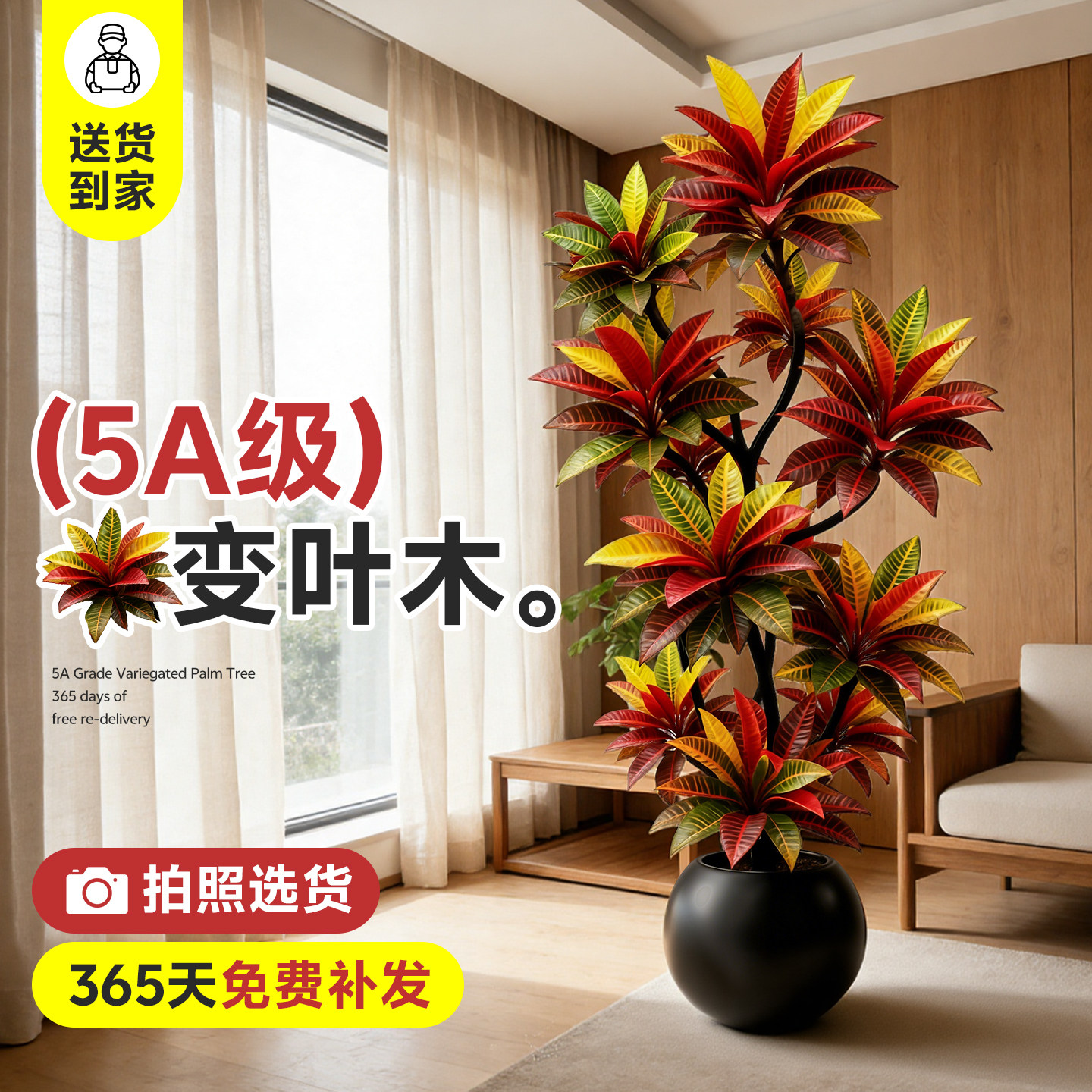 变叶木七彩客厅大盆栽高级感室内大型绿植物变色木落地盆景好养活,鲜花速递/花卉仿真/绿植园艺,大型绿植/成品组合盆栽,淘宝优惠券,粉丝福利购,淘宝优惠卷